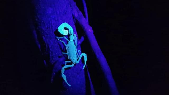 Puerto Viejo: Wildlife Night Tour in the Jungle - Photo 5 (Gallery view)
