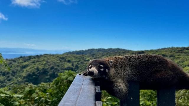 Monteverde morning day tour & night tour - Photo 4 (Gallery view)