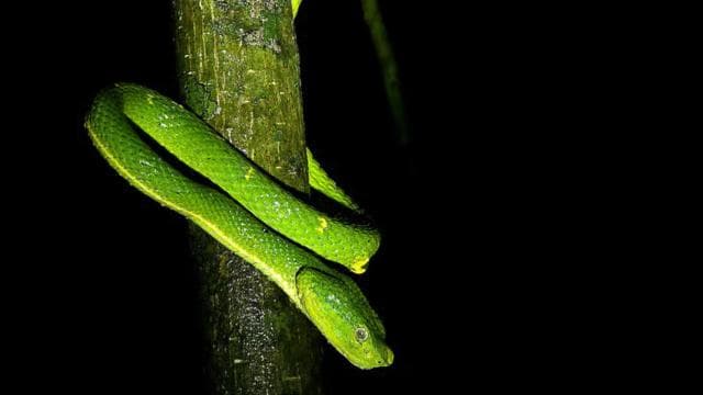 Monteverde: Tropical Forest Night Tour - Photo 5 (Gallery view)