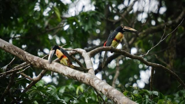 Tortuguero National Park: Jaguar Trail Day Walk Adventure