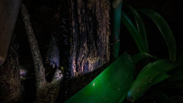 La Fortuna: Nocna eskapada w lesie i dzikiej przyrodzie - Photo 2 (Gallery view)