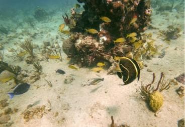 Punta Cana: Catalina Island Trip with Snorkeling - Photo 5 (Gallery view)