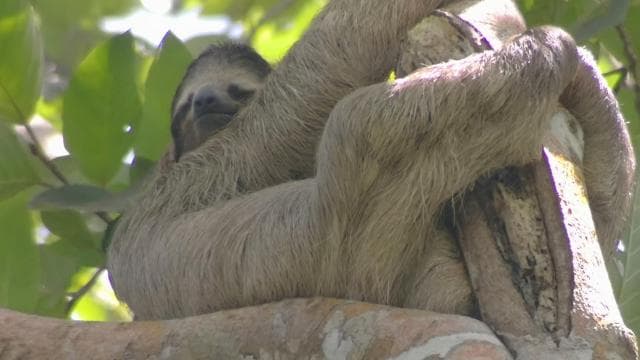 Cahuita: Sloth Watching Guided Tour in the Rainforest - Photo 4 (Gallery view)