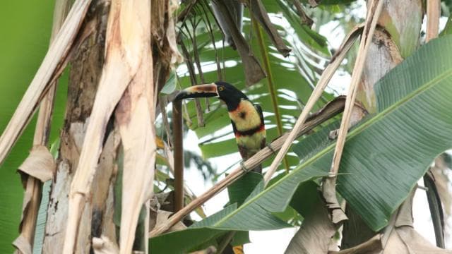 Arenal Forest: Bird Observation & Photography Tour - Photo 5 (Gallery view)