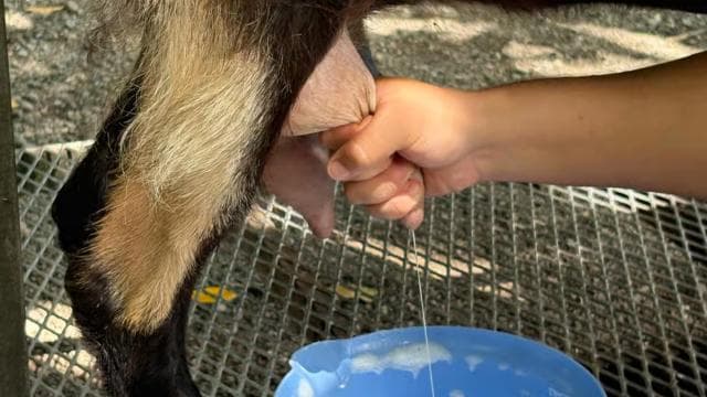 Carolina: Farm-to-Table Tasting with Lunch and Goat Milking