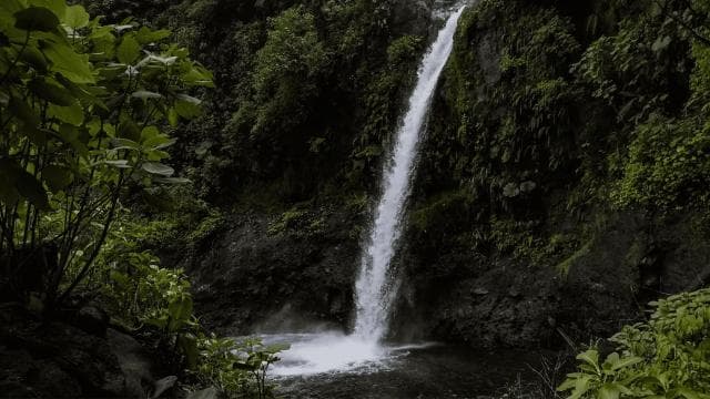 Poas Coffee tour, La Paz Waterfall and Poas Volcano