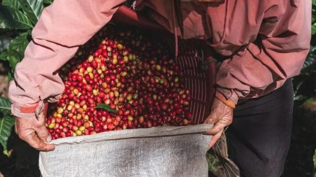 Monteverde: Coffee Tour and Night Walk