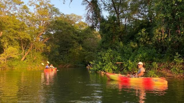 Nosara: Rio Montana Mangrove SUP or Kayak Tour
