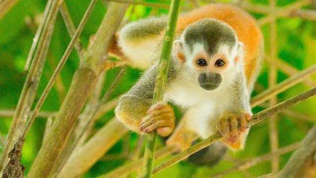 Quepos Costa Rica: Mangrove Monkey Tour - Photo 4 (Gallery view)