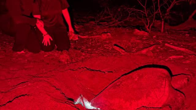Tamarindo: Turtle Watching Night Tour with Expert Naturalist