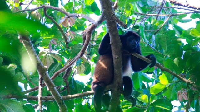 Tur de noapte Tur ghidat în pădure tropicală: la fortuna - Photo 3 (Gallery view)