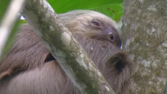 Cahuita: Sloth Watching Guided Tour in the Rainforest - Photo 2 (Gallery view)