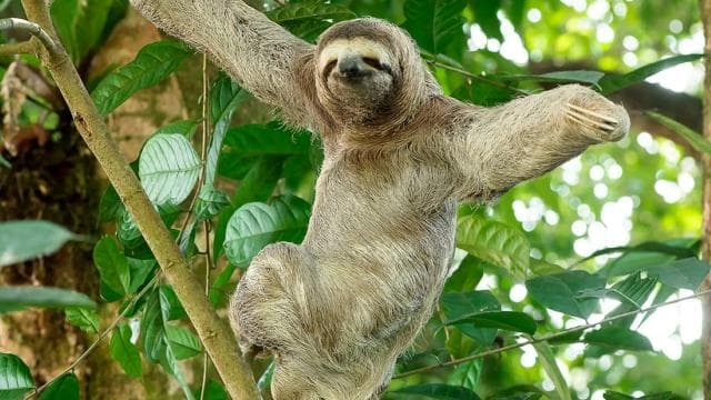Manuel Antonio: Manuel Antonio National Park Guided Day Trip