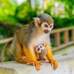 Punta Cana: Monkey Land Half-Day Safari and Plantation