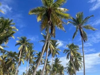 La Romana: Saona Island for Norwegian Sky Cruise Passengers - Photo 4 (Gallery view)