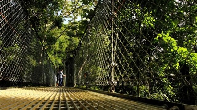 Arenal National Park: Hanging Bridges Small Group Tour