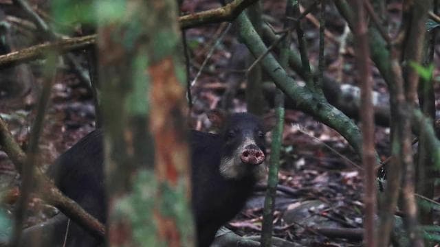 Corcovado National Park, San Pedrillo Station, 1-day hike