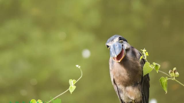 La Fortuna: Bird Watching Tour at Natura Park