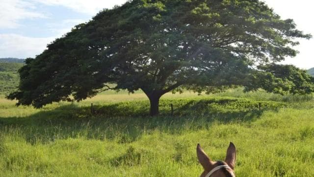 La Cruz, Guanacaste: True Horseback Ride Tropical Forest - Photo 5 (Gallery view)