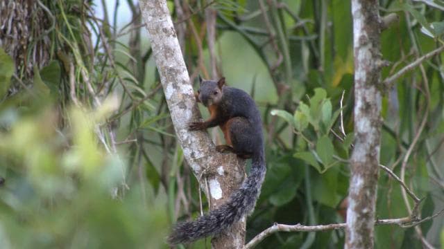 Private Hike in Tenorio Volcano National Park - Río Celeste - Photo 3 (Gallery view)