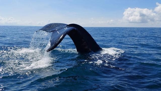 Marino Ballena National Park: Whale and Dolphin Watching - Dominican Republic