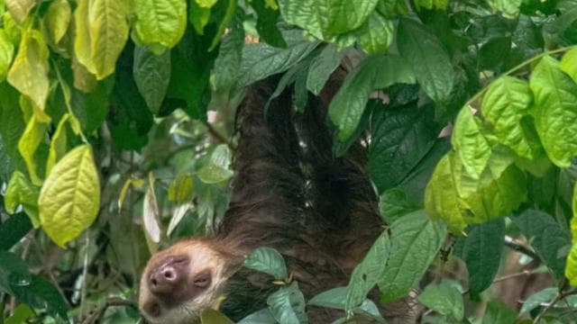 Canoe Tour in Tortuguero National Park *BEST IN TOWN*