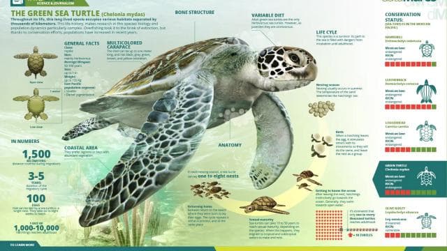 Tortuguero: Turtle Nesting Night Tour