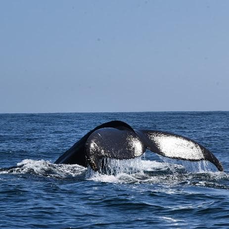 Punta Cana: Miches Whale Watching Catamaran Tour with Snacks - Photo 2 (Gallery view)