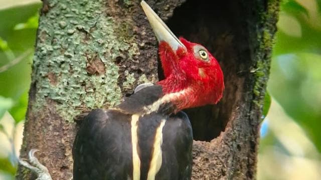 Puerto Jimenez: Corcovado National Park Sirena Day Tour