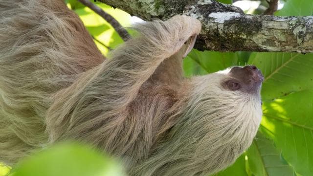 From San José: Full day Manuel Antonio National Park