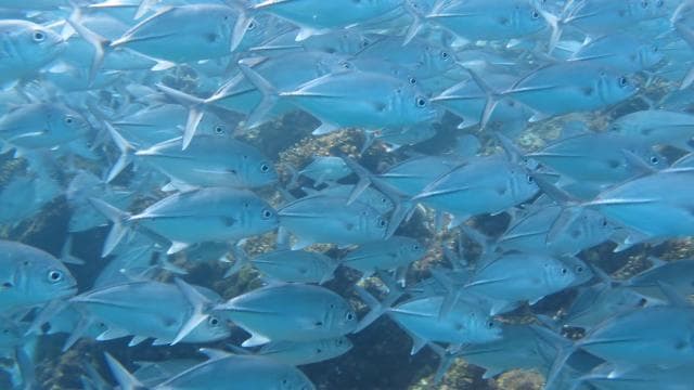 Playa Uvita: Caño Island Snorkeling Tour with Lunch