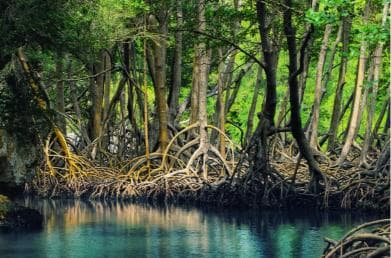 Miches: Los Haitises, Transfer, Walking & Boat tour