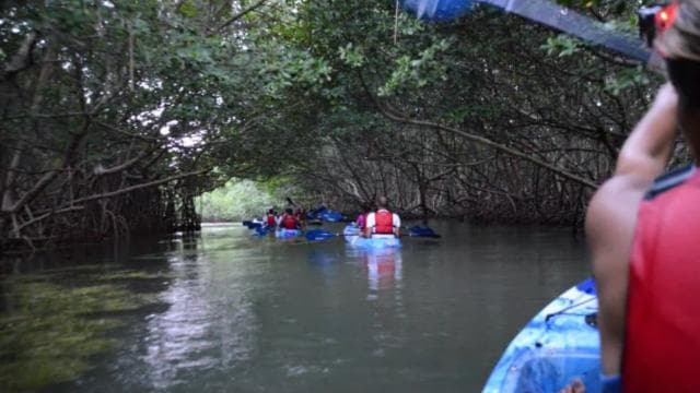 从圣胡安出发：云雀雨林和生物湾皮划艇组合 - Photo 4 (Gallery view)