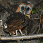 Los Haitises Night Hike In The Rainforest - Photo 3 (Gallery view)