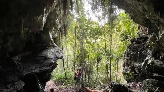 Puerto Rico, Dorado: Educational Forestry Walk