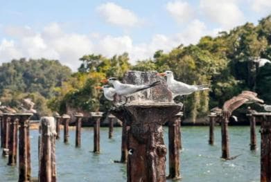 Los Haitises National Park: Private Boat Tour from Caño