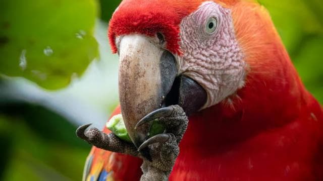 Esquipulas: Manuel Antonio Birdwatching experience - Photo 3 (Gallery view)