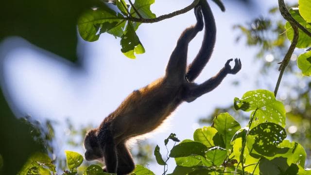 Tortuguero boat tour, Maratopia tropical garden & beach, incl. fruit