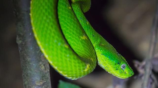 Monteverde: Kinkajou Forest Night Walking Tour - Photo 2 (Gallery view)
