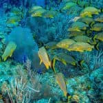 Bayahibe: Snorkeling Tour – tenger, Cotubanama park és Cenotes - Photo 5 (Gallery view)