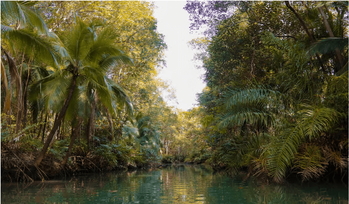 Quepos: Kayak Tour in the Mangroves Near Manuel Antonio Park - Photo 5 (Gallery view)