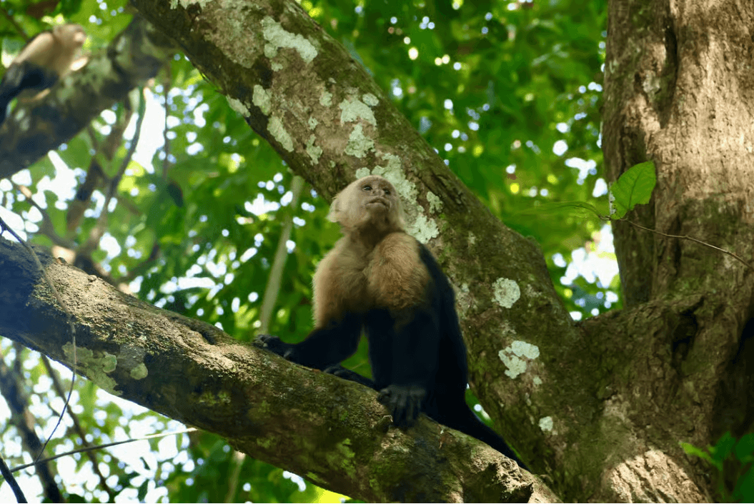 Quepos: Kayak Tour in the Mangroves Near Manuel Antonio Park - Photo 3 (Gallery view)