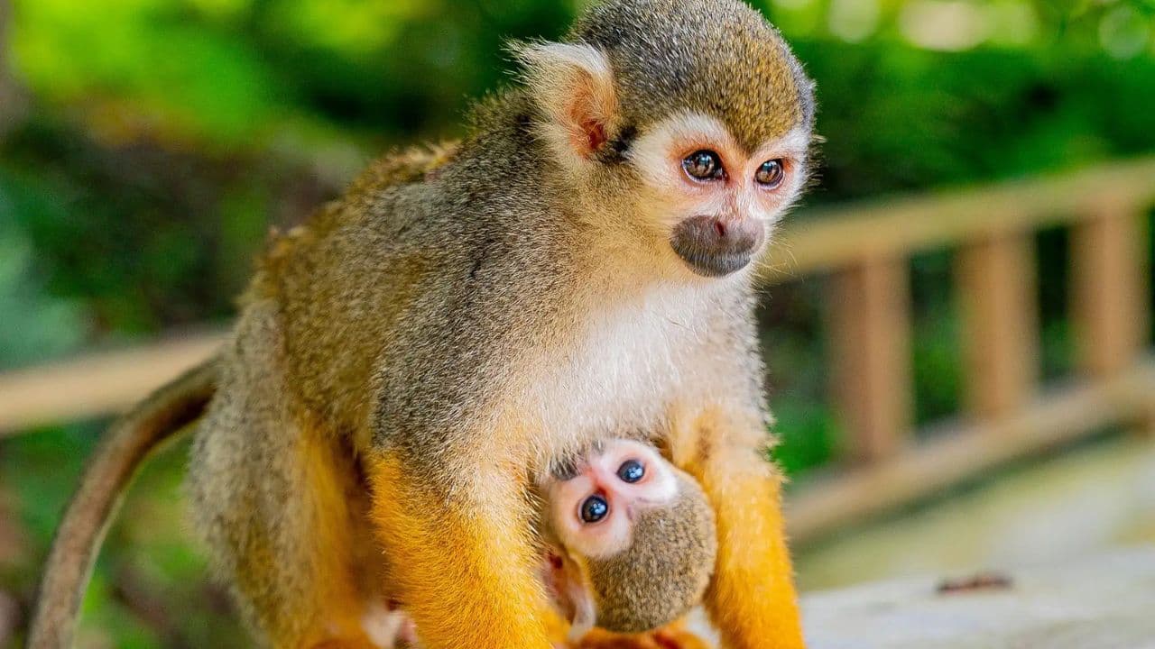 Punta Cana: Half-day tour Monkey Land Safari Tour