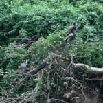 Private Birding Tours of the Dominican Republic