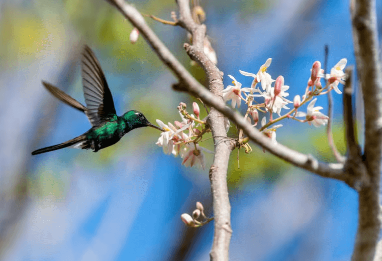 Ciénaga de Zapata National Park Tour - Dominican Republic