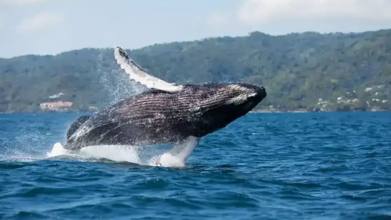 Whale Watching Tour in Samana