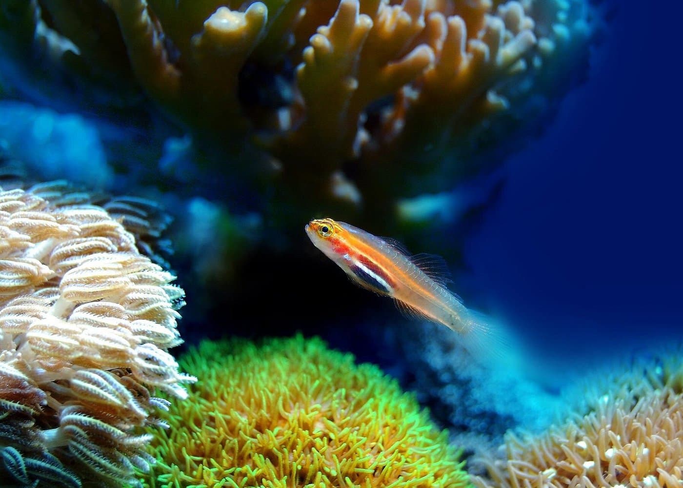 Miami to Key West Day Trip with Activity Options+Miami Airport