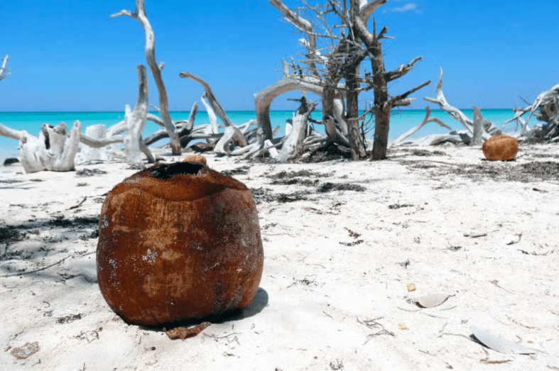 Transfer to Cayo Jutías