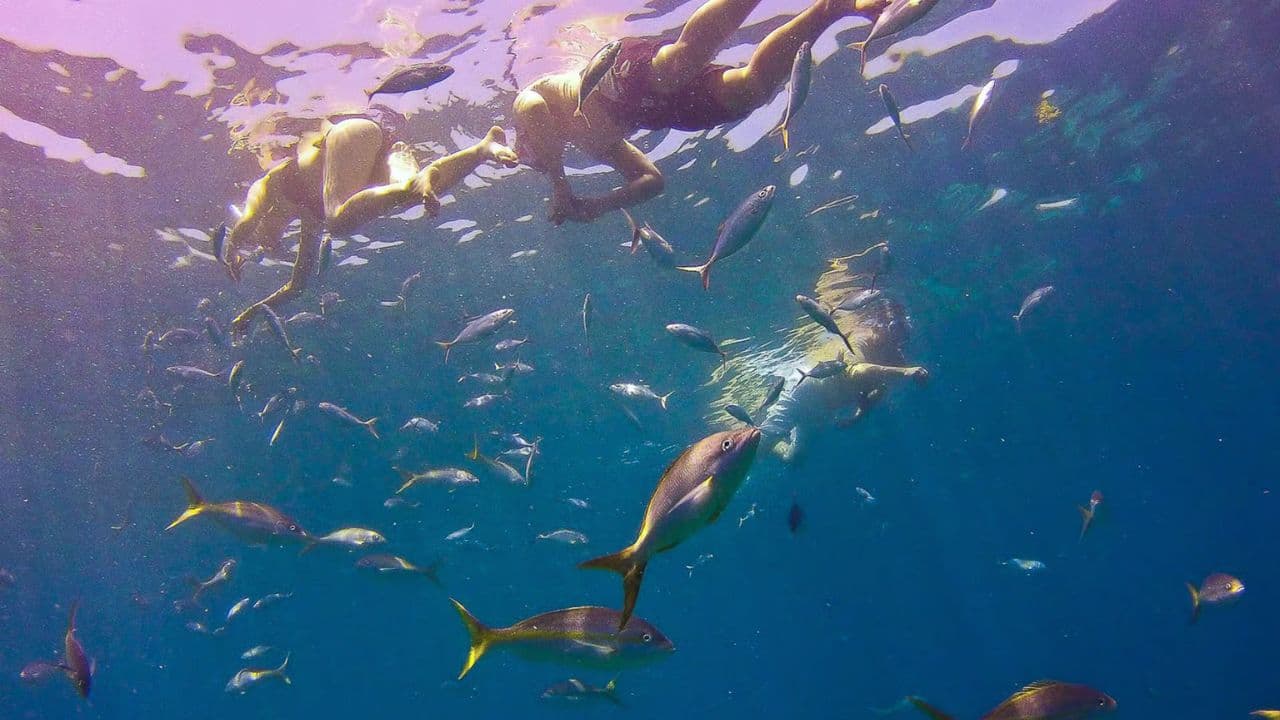 Catalina Island Tour: Boat, Beach Stay, Lunch & Free Drinks