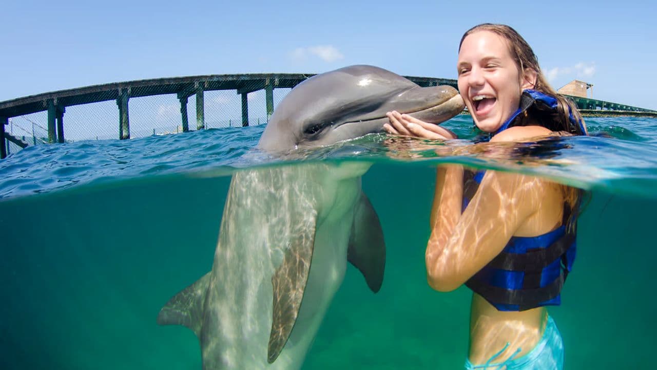 Punta Cana: Swim with Dolphins in the Pool - Photo 4 (Gallery view)